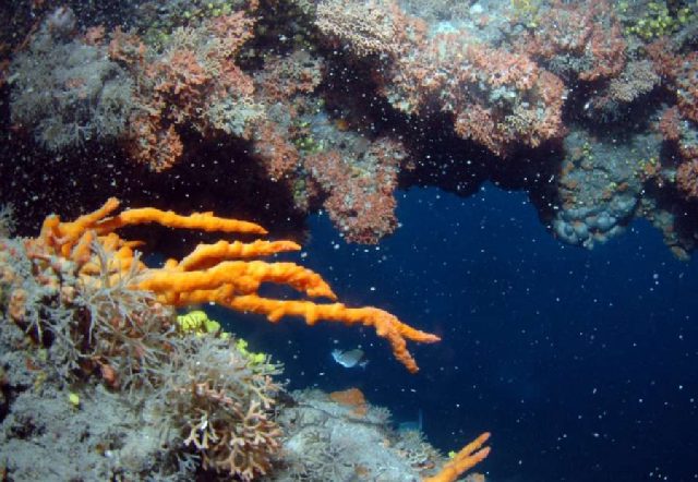 Reef Kockice, underwater photo 3