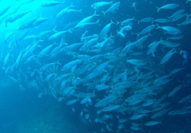 Reef Bumbiste, underwater photo 2