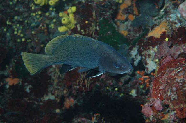 Reef Bumbiste, underwater photo 3