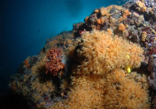 Reef Jarbol, underwater photo 4