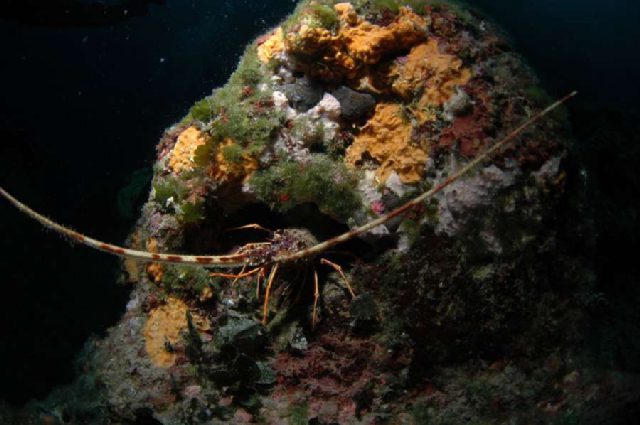 Reef Jarbol, underwater photo 3