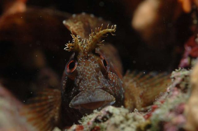 Reef Kanjon, underwater photo 2