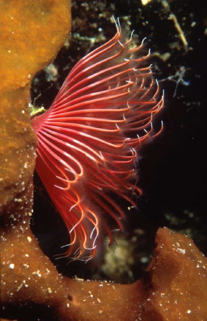 Reef Crvene stijene, underwater photo 2