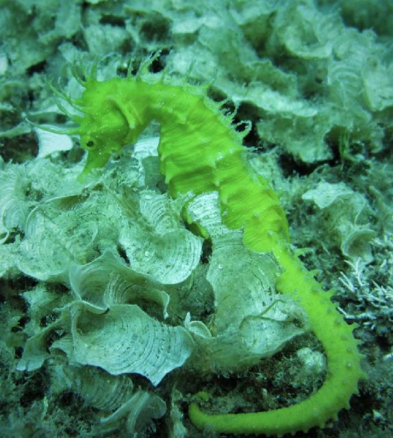 Reef Kockice, underwater photo 4