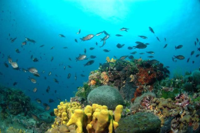 Reef Hawai