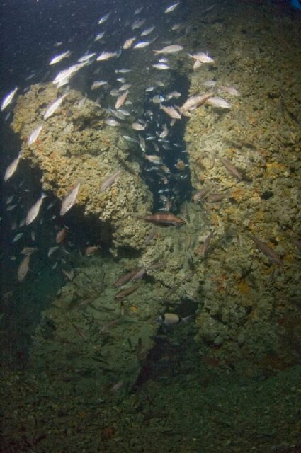 Diving Pula, Underwater 15