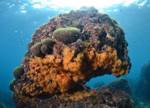Diving Pula, Underwater 36