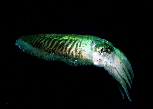Diving Pula, underwater photo 7