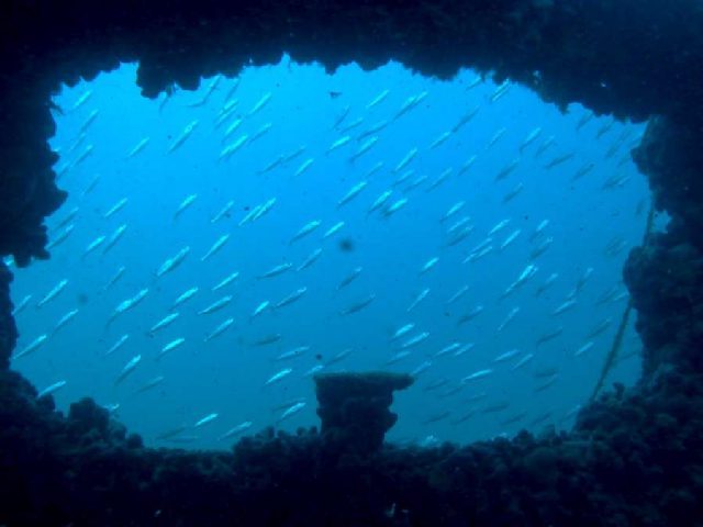 Diving Pula, Underwater 13
