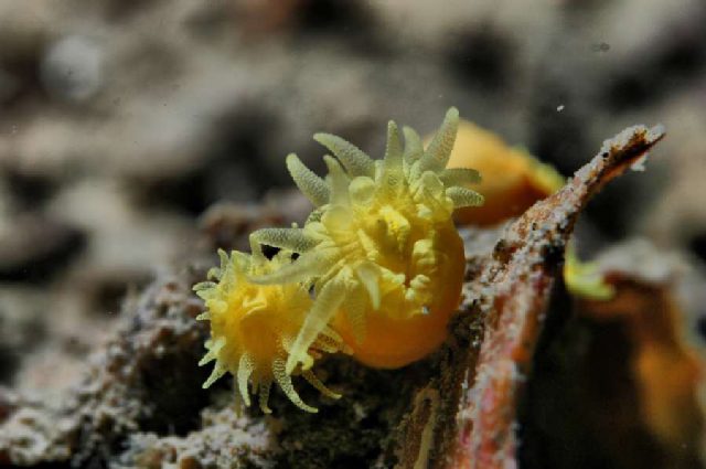 Diving Pula, underwater photo 4