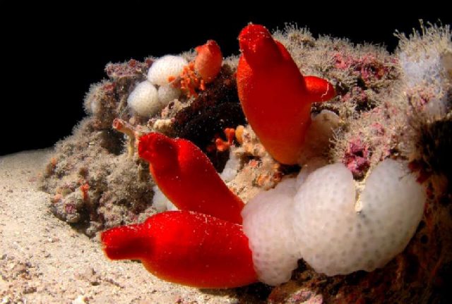 Diving Pula, Underwater 43