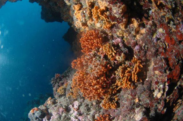Diving Pula, Underwater 26