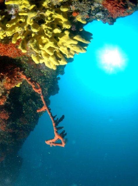Diving Pula, Underwater 25
