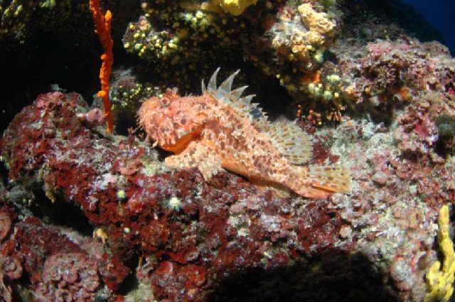 Diving Pula, underwater photo 8