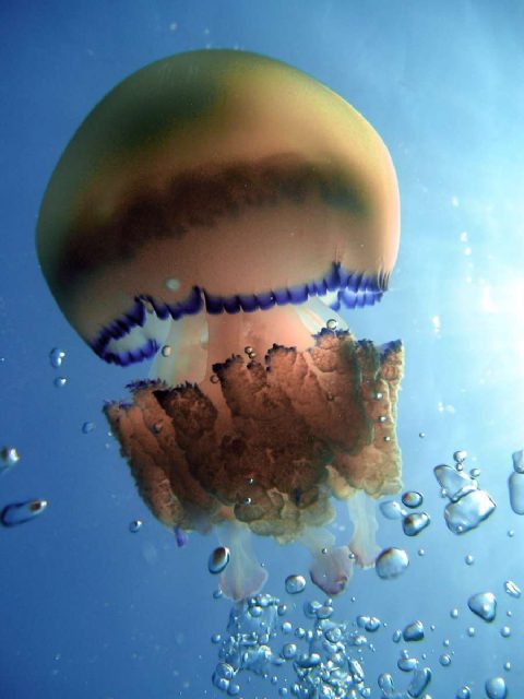 Diving Pula, underwater photo 5